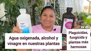 ASOMBROSO USO DEL AGUA OXIGENADA ALCOHOL Y VINAGRE EN NUESTRAS PLANTASAcaba con las plagas [upl. by Anitnamaid267]