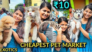 Chennai pet market with contact details LIKE NEVER BEFORE🤯 [upl. by Alleroif962]