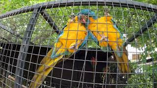 A Pair Of Macaw Love Each Other  Macaw Natural Sounds  Macaws Screaming [upl. by Marcy868]