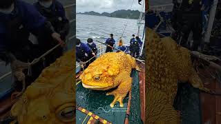 Giant Sea Monsters Caught by Fishermen 🐙🎣GiantSeaCreatures FishingDiscoveries OceanMysteries [upl. by Lenad]