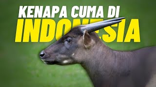 Anoa Mencari Harapan Di Tengah Kepunahan [upl. by Johanna]