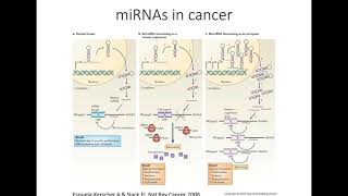 Investigating the role of microRNAs in pancreatic cancer progression [upl. by Ymmac574]