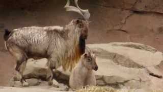 Markhor at the Columbus Zoo [upl. by Grados534]