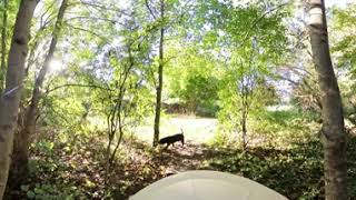 Interaktiver 360° Spaziergang mit Bulldoggen  Asgards Pride Bulldogs  Full HD [upl. by Dollar]