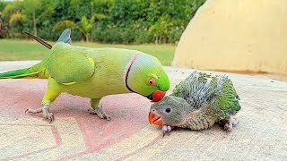 Talking Ringneck Parrot Greeting Baby Parrot [upl. by Gualtiero]