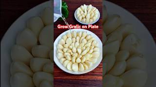 Grow Garlic at Home  No Soil Needed  Easy Gardening Hack gardening garlic garden [upl. by Joshua]