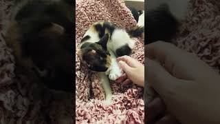 Satananas is still a little baby licking her paws kitten sound 5monthsold satananas [upl. by Anallise]