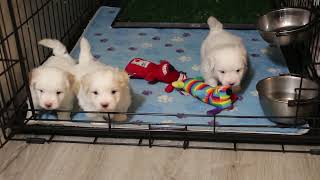 Coton de Tulear Puppies For Sale  Maya Mae 102023 [upl. by Tuhn]