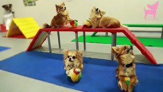 Cute Chihuahua Dog Tricks and Agility [upl. by Adlar952]