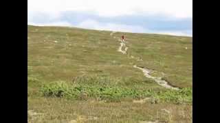 Ramundberget MTB singletrack [upl. by Norris]