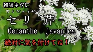 【自然vlog＃95】植物紹介セリ（芹）Oenanthe javanica春の七草ドクゼリとの見分け [upl. by Raman]