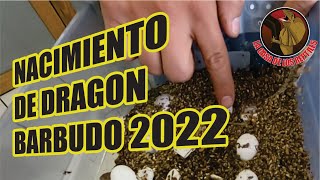 🔴🦎 𝗡𝗔𝗖𝗜𝗘𝗥𝗢𝗡 𝗗𝗥𝗔𝗚𝗢𝗡𝗖𝗜𝗧𝗢𝗦 𝗕𝗔𝗥𝗕𝗨𝗗𝗢𝗦  REPRODUCCION DE POGONAS  DRAGON BARBUDO [upl. by Filippo]