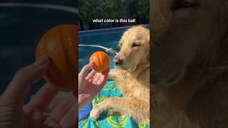 Here’s how Oatmeal sees color Repost FunnyDog DogVision Shorts [upl. by Ehpotsirhc]