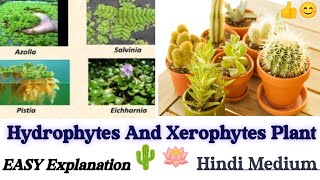 All About Hydrophytes And Xerophytes Plants 🌵 Full Details In Hindi 🔥 Botany Subject bsc viral [upl. by Us69]