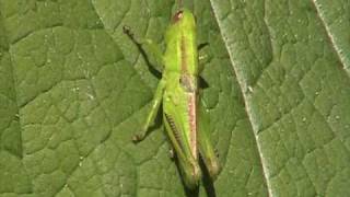 Shorthorned Grasshopper Acrididae on Leaf [upl. by Namlas149]