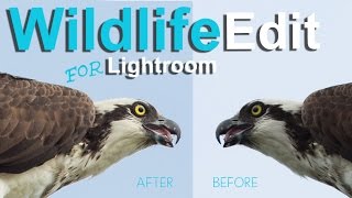 Editing Wildlife in Lightroom [upl. by Enelahs760]