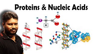 Proteins Vitamins amp Nucleic Acids  Biomolecules [upl. by Euqitsym]