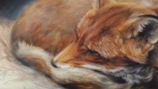 Wildlife paintings by Marjolein Kruijt [upl. by Glorianna]