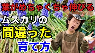 【要注意】そのままだとムスカリは花が咲かなくなります 【カーメン君】【園芸】【ガーデニング】【育て方】 [upl. by Jdavie211]