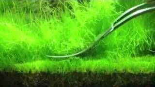 Trimming Hair Grass eleocharis acicularis ADA 60P [upl. by Aliakim]