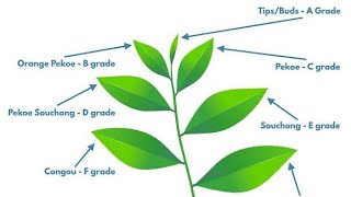 Which tea leaf you are drinking as TeaTea grades [upl. by Plank]