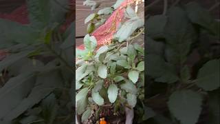 Jai Ma tulsi tulsi astrology motivation tulsikeupay navratrispecial tulsipujavidhi diwali [upl. by Tufts]