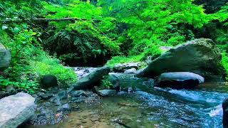 Fantastic Melodies of Nature Relaxing Forest Sounds Babbling Brook [upl. by Niras]