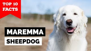 Maremma Sheepdog  Top 10 Facts [upl. by Eednil]