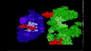 DNA RNA and Protein synthesismp4 [upl. by Zulaledairam]