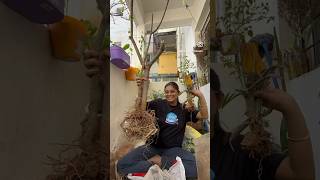 DIY syngonium plant ft plumeria plant rescue [upl. by Nedra]