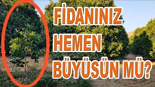 MEYVE FİDANLARINIZI HIZLI BÜYÜTMEK İÇİN BUNU YAPIN [upl. by Naujit373]