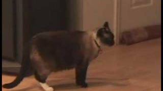 Cat Hisses at Animal Voice Impersonator [upl. by Trilbi]