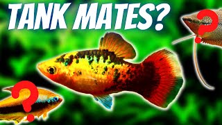 Platy Fish Tank Mates 10 Fish You Can Keep With Platies [upl. by Wilkens]