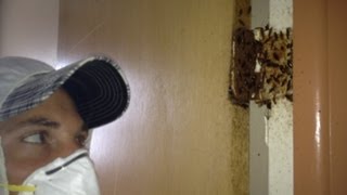 Exterminating German Roaches Tampa Fl [upl. by Yeslah]