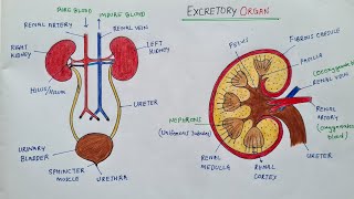 EXCRETORY SYSTEM CLASS10 NCERT BIOLOGY Function of Kidney [upl. by Ohare]