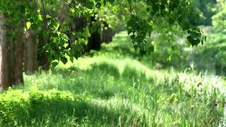 Naturgeräusche zum Lernen Entspannen Aufwachen  1 Stunde Vogelgezwitscher Waldgeräusche ASMR [upl. by Nnayram]