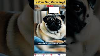 Why Your Dog Growls While Cuddling The Hidden Meaning Behind It [upl. by Deenya]