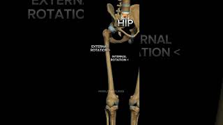 Lower limb movements lowerlimb lowerlimbanatomy anatomy [upl. by Ches]