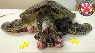 Removing Barnacles Ghost Net Tumour from Poor Sea Turtles Compilation 2019  Rescue Sea Turtles [upl. by Cassell762]