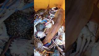 Crab fishing  deadliest catch crab fishing  blue crab fishing fishing crabfishing [upl. by Turro]