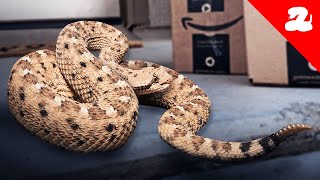 Rattlesnake Season is Coming Amazon Driver Finds a Sidewinder [upl. by Ulrika804]