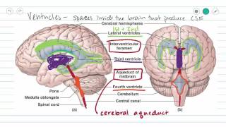 Ventricles of the Brain and CSF [upl. by Neelav]