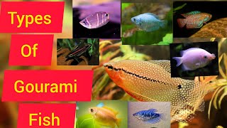 Types of Gourami Fish ll Varieties of Gourami ll Different species of Gourami ll unique [upl. by Eshelman]