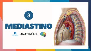 🧩 MEDIASTINO  Anatomía UDA [upl. by Ivy]