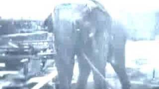 Electrocuting an Elephant [upl. by Shannon]