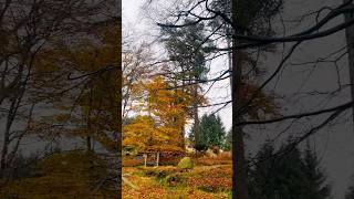 Autumn in Aberdeen🍁🍂 aberdeen aberdeenshire Scotland aberdeenshire unitedkingdom autumnwalk [upl. by Eloccin19]