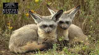 Ears in the Night Discovering the Secrets of BatEared Foxes [upl. by Tinaret197]