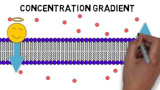 Video 2 Cell Membrane Permeability [upl. by Cerys]