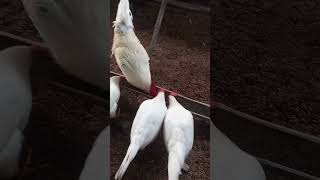 Pagpapakain Cross breed Rhode island red chicken vs white lighorn cull [upl. by Slifka]