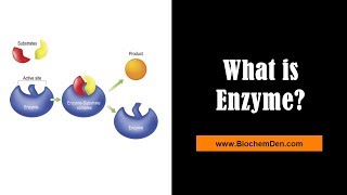 What are Enzymes Substrate and Product  BiochemDencom [upl. by Thibaut498]